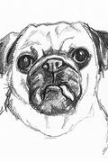 Image result for Dog Faces Pencil Drawings