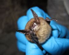 Image result for Bat with V-shaped Nose