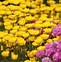 Image result for Pastel Pink with Yellow Flower