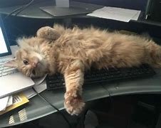 Image result for Thursday Office Cat