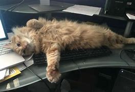 Image result for Cat at Work