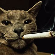 Image result for Cat Smoking Catnip