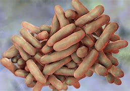 bifidobacterium 的图像结果