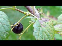 Image result for "currant-fruit-fly"