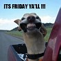 Image result for Friday Work Cat Meme