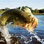 Image result for Bass Fishing Profile Pic