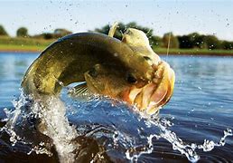 Image result for High Resolution Bass Fishing