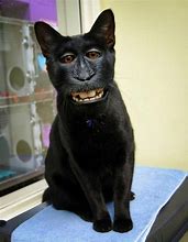 Image result for Freaky Cat