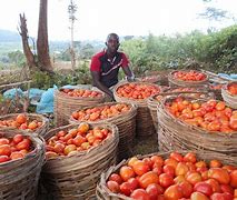 Image result for Local Farm Animal Produce