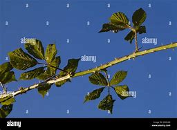 Image result for Thornless BlackBerry Plants