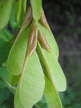 Image result for Box Elder Tree Seeds