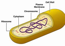 Image result for Dead Bacteria and Cells in the Tissue Form
