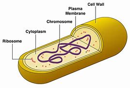 Image result for bacteria