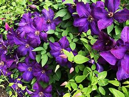 Image result for Clematis Perennial or Annual