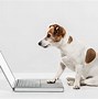 Image result for Dog Looking at Laptop Meme