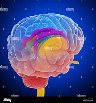 Image result for Anatomy of Human Brain