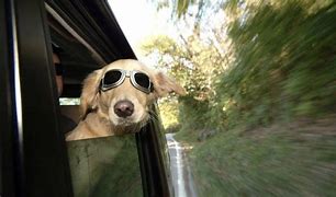 Image result for Funny Animal Wallpaper Company