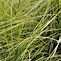 Image result for Carex elata Aurea