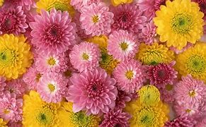 Image result for High Quality Desktop Wallpaper Pink and Yellow