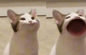 Image result for Cat with Moustache and Teeth Smiling Meme
