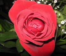 Image result for Brilliant Rose