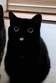 Image result for White Cat Sticking Tongue Out Meme