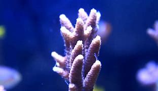 Image result for coral�fer0