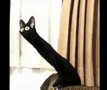 Image result for Distorted Black Cat Meme