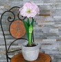 Image result for Amaryllis Cherry Blossom