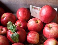 Image result for Red Apple Box