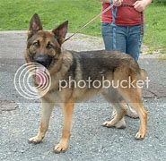 Image result for 75 Pound Dog