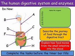 Image result for Digestive System Enzymes