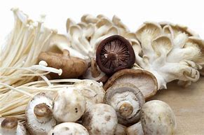 Image result for Fresh Mushrooms