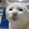 Image result for Cat with Wired Air Pods Meme