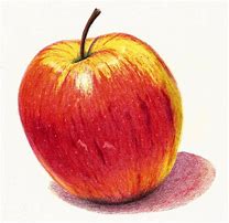 Image result for Still Life Sketches