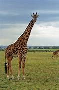 Image result for Masai Mara Giraffe