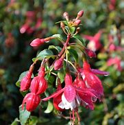 Image result for Fuchsia Lady Thumb