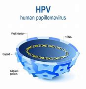 Image result for Human Papillomavirus
