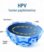 Image result for HPV DNA
