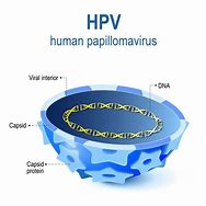 Image result for Human Papillomavirus HPV Virus