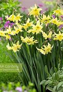 Image result for Narcissus Exotic Mystery