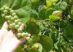 Image result for Sea Grapes Edible