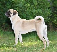 Image result for New Pug