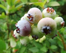 Image result for Vaccinium corymbosum Elliot