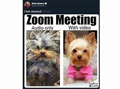 Image result for Zoom Animal Memes