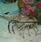 Image result for Caribbean Spiny Lobster