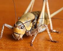 Image result for What Does a Cricket Look Like in Roofing
