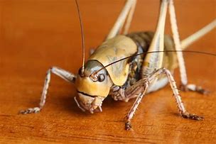 Image result for What Does Mormon Cricket Look Like as Babies