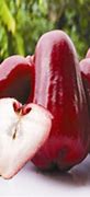 Image result for Wax Apple