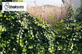 Image result for Vines That Will Grow On Chain Link Fence